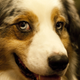 Image for article titled Elegant Updos and Classy Coats at the Westminster Dog Show